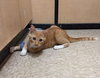 Buttercup@Petsmart