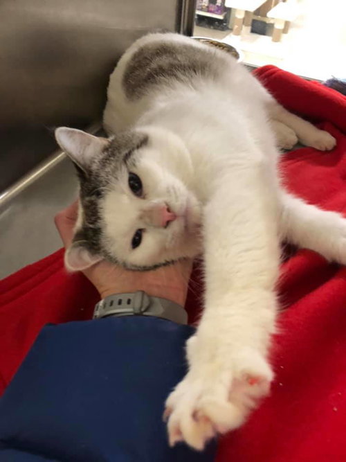 Twilight@Petsmart