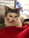 Twilight@Petsmart