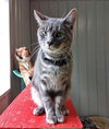 Dr. Phil