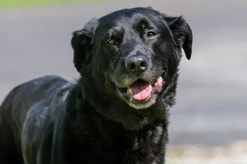 Duke