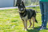 Brutus