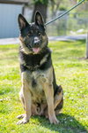 Brutus