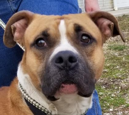 Dozer