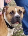 Dozer