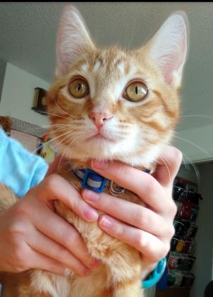 Cheese Puff