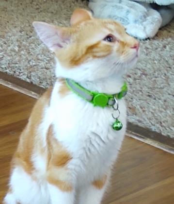 Doritos