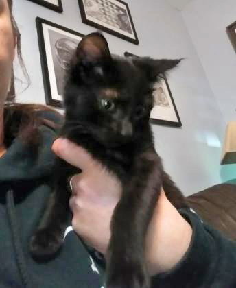 Draco