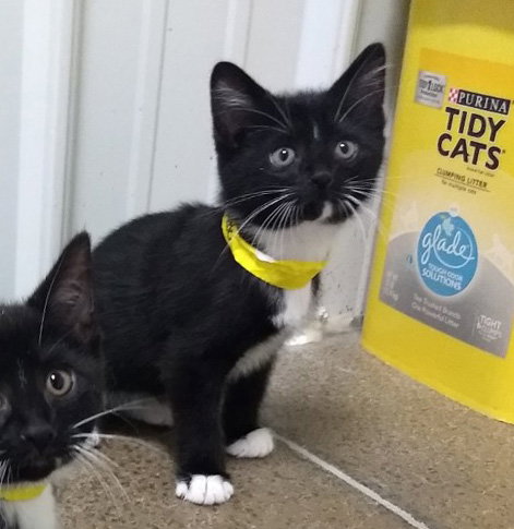 Tuxedo