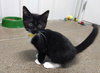 Tuxedo