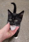 Tuxedo