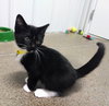 Tuxedo