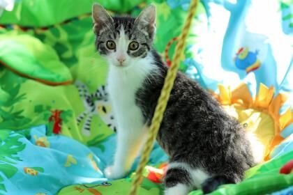 adoptable Cat in Terre Haute, IN named Genie
