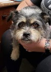 Dottie
