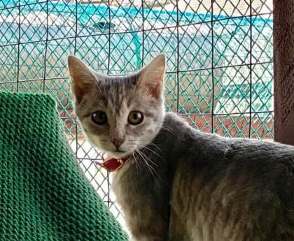Lucy (bonded/w Lena)