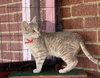 Lucy (bonded/w Lena)