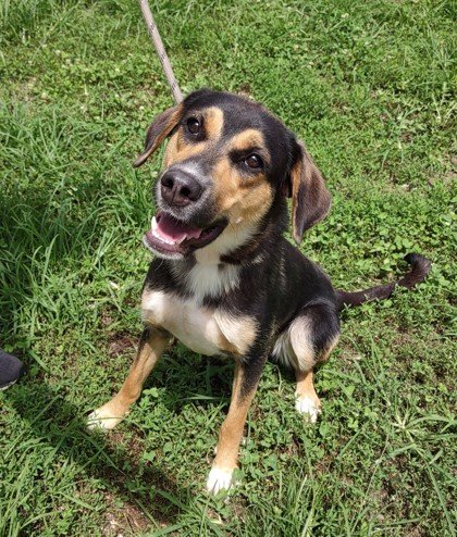 adoptable Dog in Terre Haute, IN named Ava