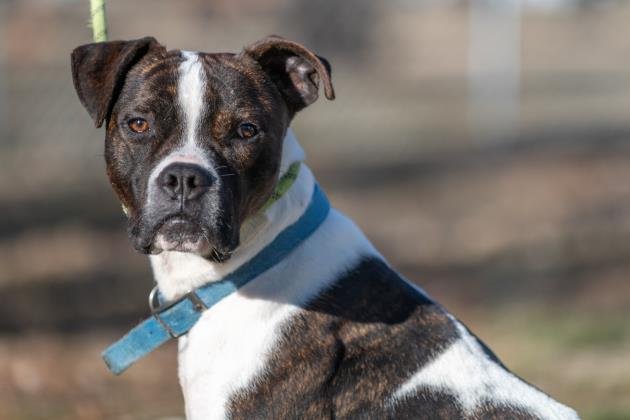 adoptable Dog in Terre Haute, IN named Seeley