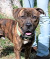 adoptable Dog in  named Tigger