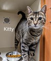 Kitty