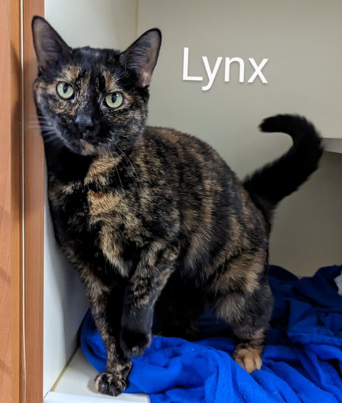 Lynx