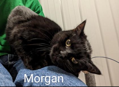 Morgan