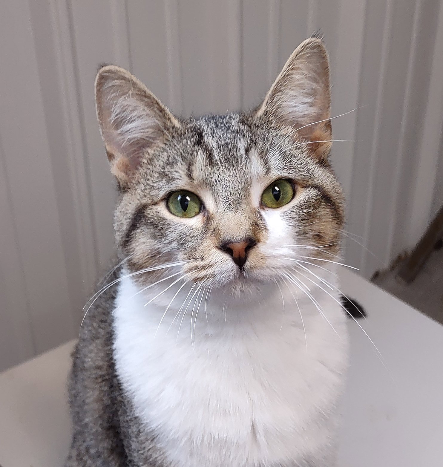 Cats for Adoption in Farmersburg, Indiana Alpha Paw