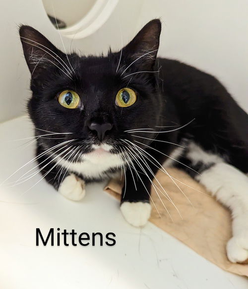 Mittens