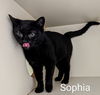 Sophia