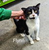 Flynn