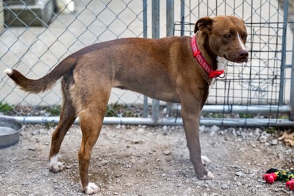 adoptable Dog in Terre Haute, IN named Tessa