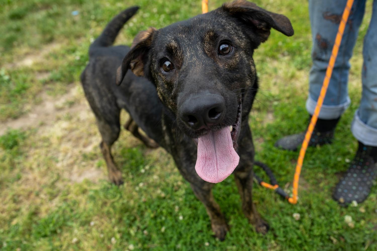 Dog for Adoption Ollie, a German Shepherd Dog in Cloverdale, IN