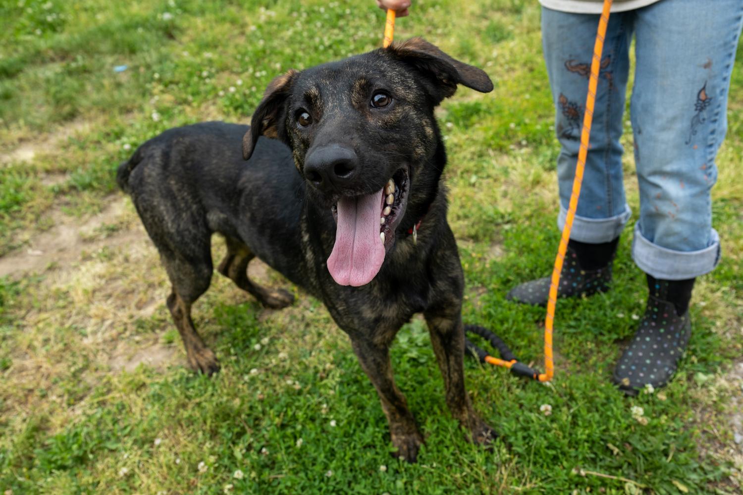 Dog for Adoption Ollie, a German Shepherd Dog in Cloverdale, IN