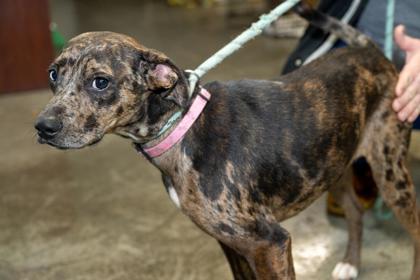 Greyhound catahoula hot sale mix