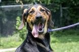 adoptable Dog in Terre Haute, IN named Ike Boone