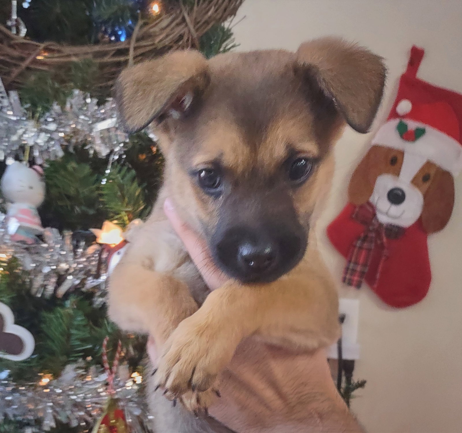 Dog for Adoption Adora, a German Shepherd Dog in Cloverdale, IN