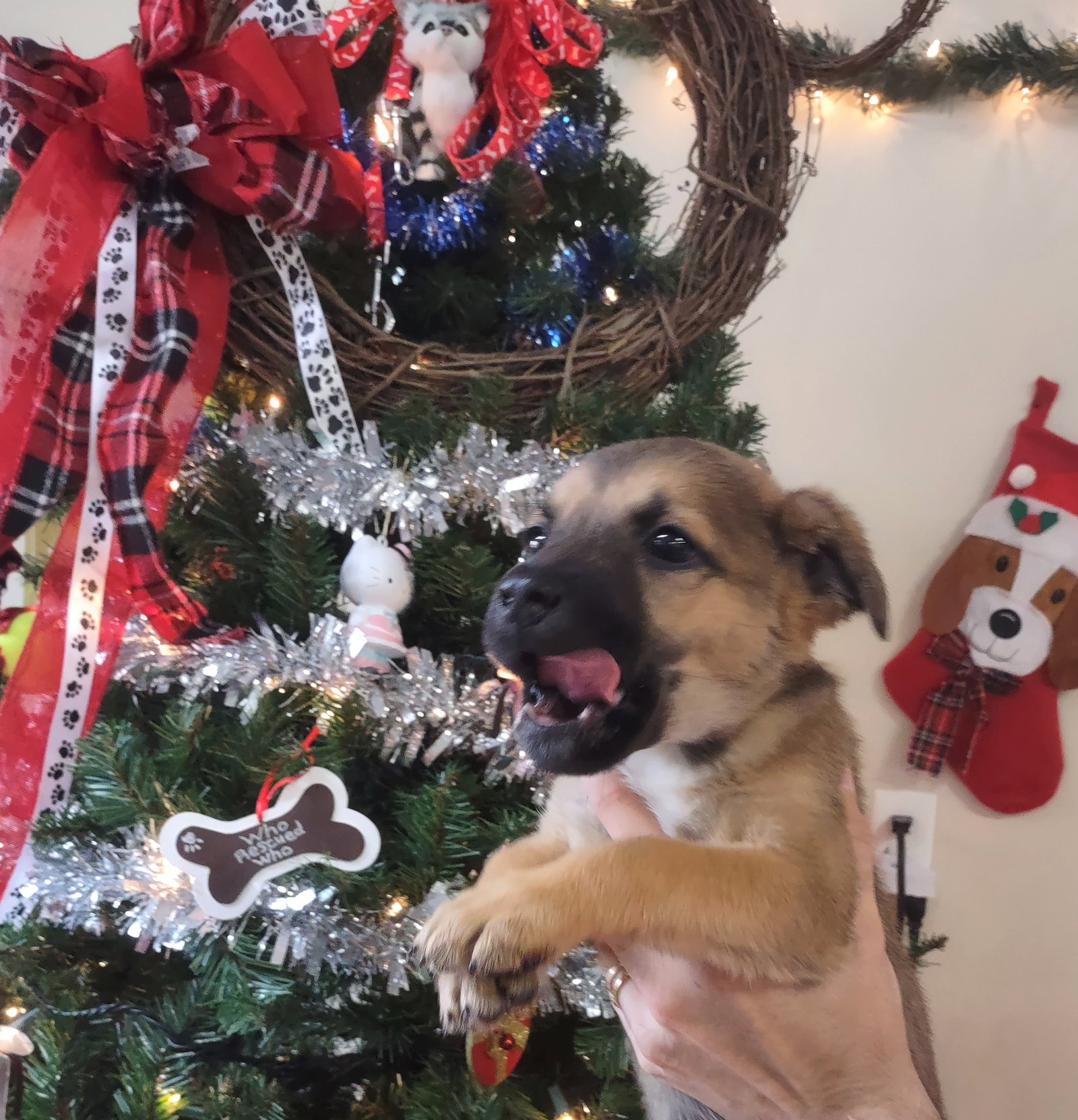 Dog for Adoption Adora, a German Shepherd Dog in Cloverdale, IN