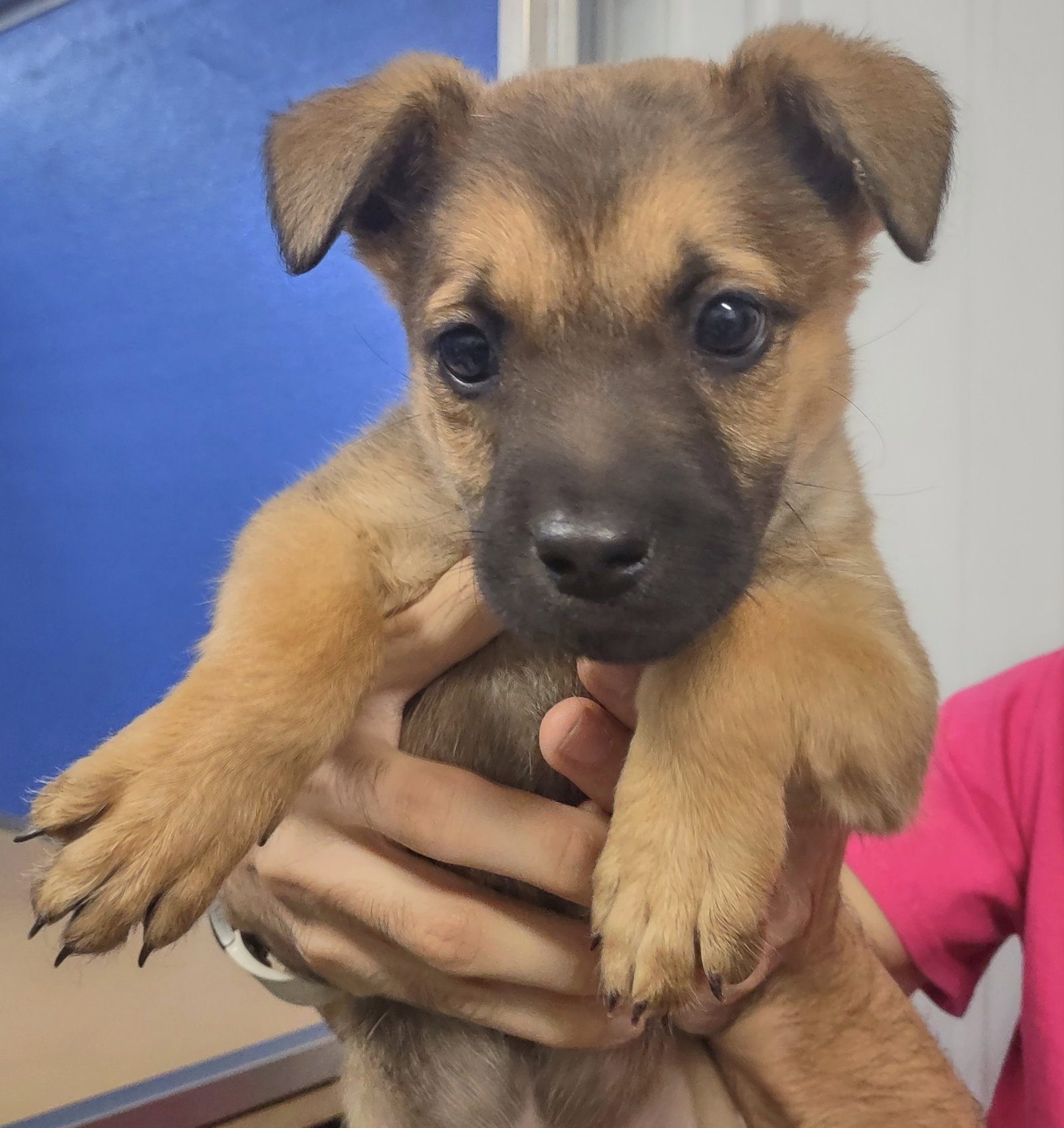Dog for Adoption Adora, a German Shepherd Dog in Cloverdale, IN