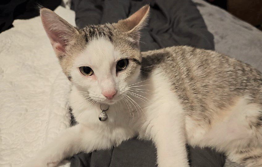 adoptable Cat in Terre Haute, IN named Lunar