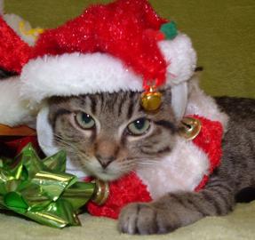 Dopey
