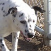 Pongo