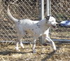 Pongo