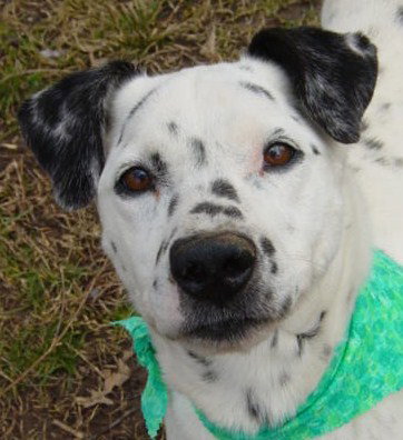 Pongo