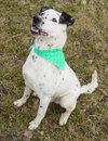 Pongo