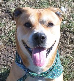 Clancy (Capone)