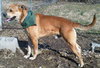Clancy (Capone)