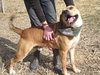 Clancy (Capone)