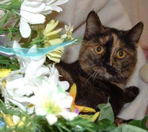 CiCi
