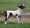 Twyla