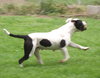 Twyla